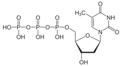 Struktur von Desoxythymidintriphosphat