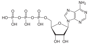 Struktur von Adenosintriphosphat