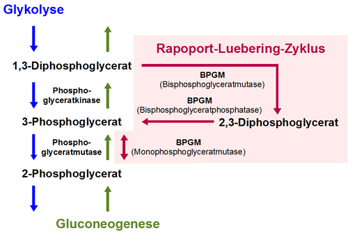 Bisphosphoglyceratmutase