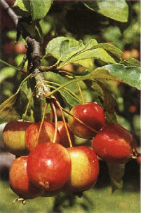 Selten: 'Arold Nana'