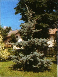 Abies pungens ´Glauca´