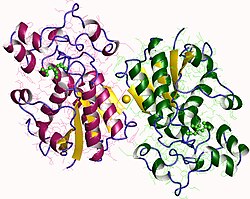 Phosphoglyceratmutase
