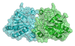 Glutathionperoxidase 1