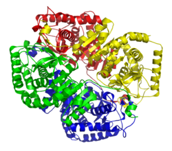 L-Lactatdehydrogenase