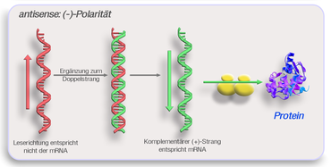 (−)-Polarität (antisense)