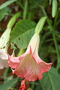Engels­trompete Brugmansia